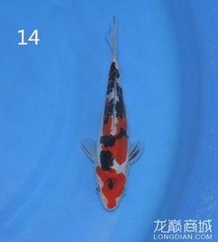 精品尾,一场跨越时空的文化之旅